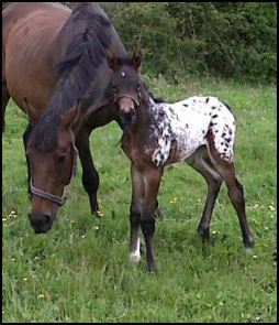 Knabstrupper filly by Pinocchio Middelsom